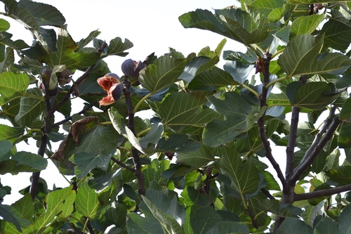 Figa pospolita (Ficus carica) 